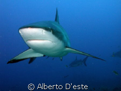 Shark feeding in Honduras (Fantasy Island) by Alberto D'este 